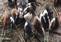 黑豚鼠泰泽氏病防治方法 及泰泽氏病的介绍