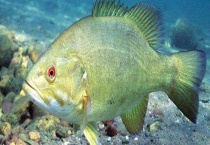 鲈鱼产地在哪里 不同品种的鲈鱼产地不同