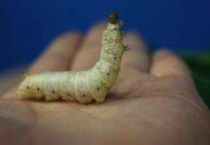 蚕一年能养几次