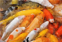 锦鲤多久喂一次