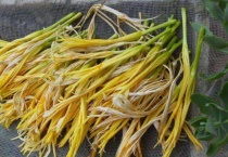 黄花菜几月份采摘