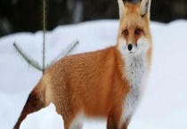 红狐是一种什么样的生物