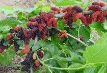 桑树果长什么样