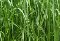 我国牧草栽培的现状是什么样子的呢 有什么作用