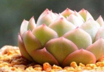 多肉叶插发芽后怎么养