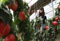 大棚油桃僵果是什么原因？