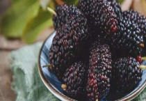 桑椹结果需要几年 附种植多久？