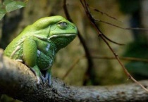 青蛙是益虫吗？