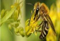 中蜂多久换一次蜂王 何时换王