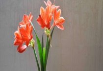 紫根兰有毒吗？