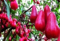 莲雾多少钱一斤 附莲雾的市场行情、营养价值分析