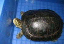 养庙龟犯法吗？