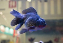 金鱼缺氧的表现