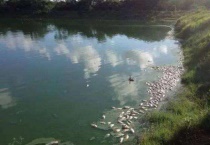 春天鱼塘死鱼怎么多久？