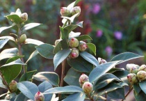 茶花好大的花苞一直开不了是咋回事