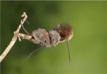 老鼠多长时间繁殖一次