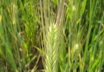 青稞一般何时成熟 附青稞种植多久？