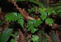 黄连的产地分布 黄连的产地环境