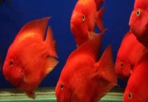 鹦鹉鱼肠炎的症状和治疗 及鹦鹉鱼肠炎的原因？