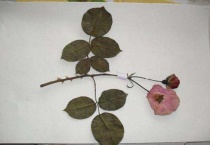 自制花草标本