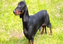 腊肠犬的饲养方法 附饲养注意事项