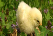 盘点鸡粪的5大新用途 减少疾病传播