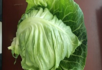 牛心菜是不是卷心菜 牛心菜和卷心菜有什么区别？？