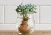 多肉可以水培生根吗？