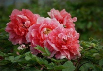 牡丹的花语和寓意是什么？