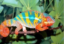 变色龙是蜥蜴吗？