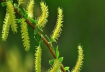 柳树开花的寓意什么？
