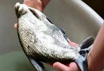 钓鳊鱼用什么饵料打窝 详细介绍