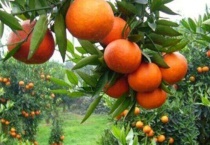 桔子树怎样防冻过冬