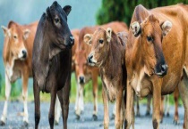 牛感冒流鼻涕怎么办最简单多久？