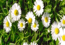 雏菊的花期 附雏菊的观赏价值