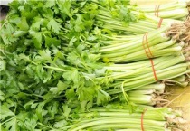 芹菜种子催芽多久？