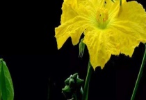 丝瓜要打叉打尖吗？