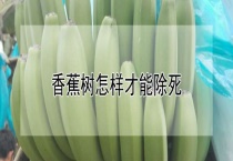 香蕉树怎样才能除死