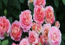 丰花月季品种有哪些？详细介绍