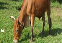 牛主要有哪些品种 附我国五大名贵牛种介绍