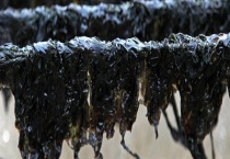 紫菜是不是发物？发物的致病原因是什么？