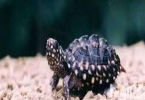 草龟和臭龟有什么不同 附臭龟的生活环境