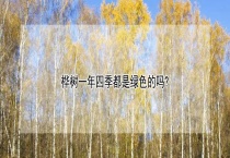 桦树一年四季都是绿色的吗？