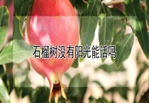 石榴树没有阳光能活吗？