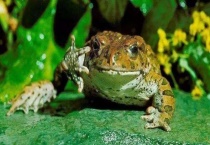 癞蛤蟆和青蛙的区别？