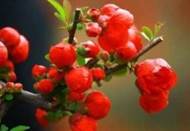 长寿海棠好养吗？