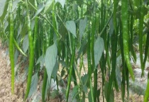 辣椒育苗发黄如何多久？