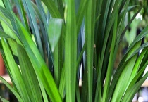 墨兰叶子发黄怎么办 墨兰叶子发黄的原因和解决办法