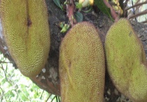 菠萝蜜什么时候上市？附价格与选购方式