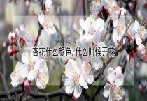 杏花什么颜色 什么时候开花